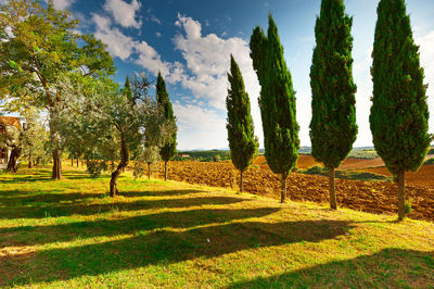 Trees on field against sky