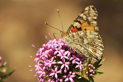 Close up of painted lady butterfly pollinaiting pollen on pink blossom in summer 