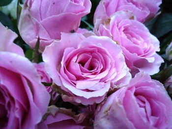 Close-up of pink roses