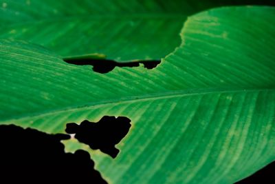 Close-up of silhouette leaf