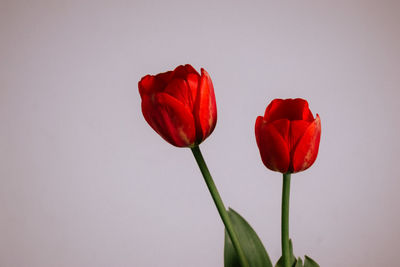 Close-up of rose against white background