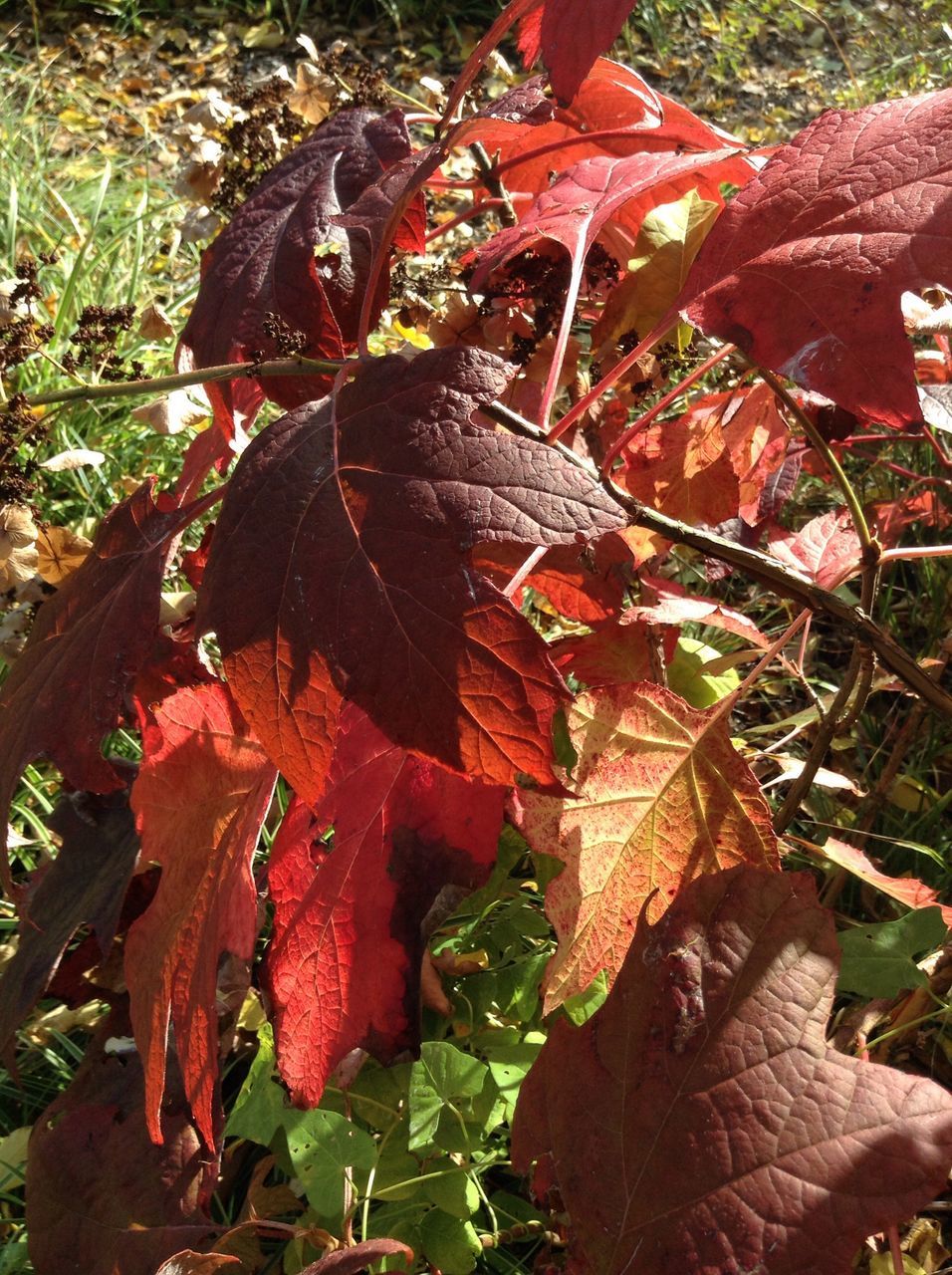 CLOSE-UP OF RED MAPLE LEAVES