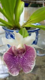 Close-up of flower blooming outdoors