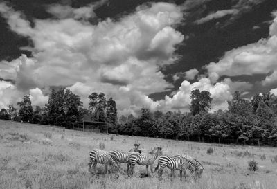 Scenic view of grassy field against cloudy sky