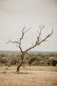 Bare tree on field against sky