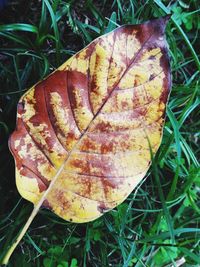 Close-up of dry maple leaf on land