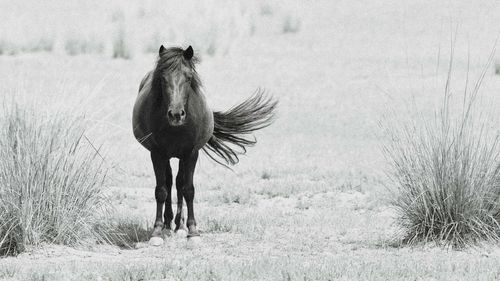 View of an animal on field