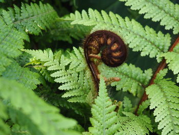 Close-up of lizard on plant