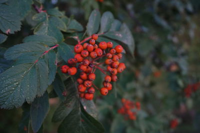 Close-up of rowanberries growing on plants