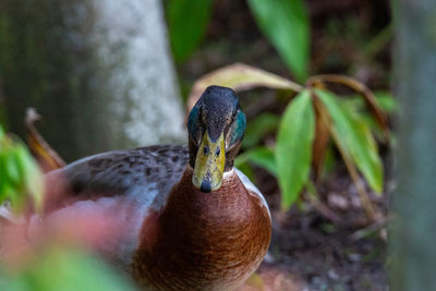 Close-up of a bird