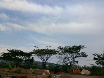 Trees on field against sky