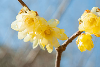 Close-up of yellow cherry blossoms in spring