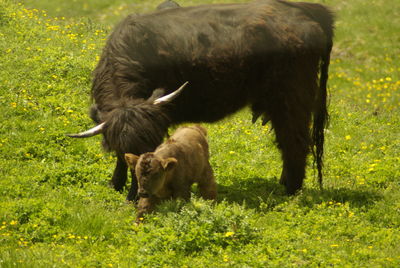 Sheep grazing in a field