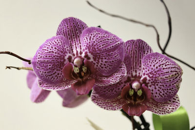 Close-up of pink orchids on plant