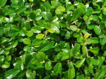 Full frame shot of leaves