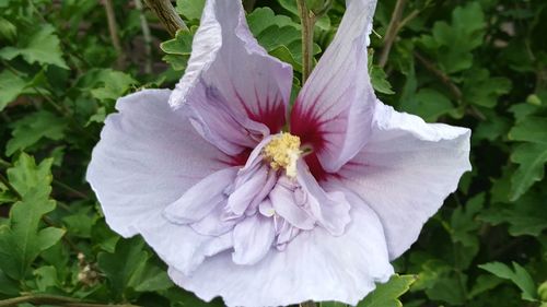 Close-up of hibiscus blooming outdoors