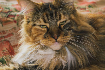 Close-up portrait of a cat