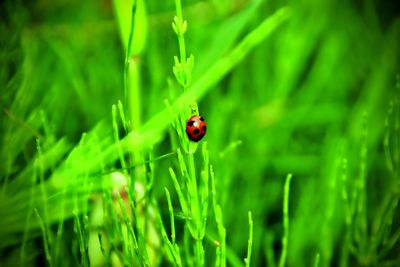 Close-up of ladybug on grass