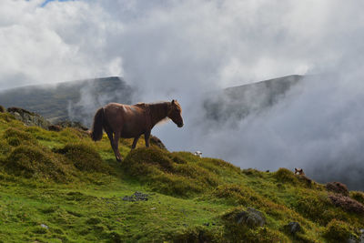 Horse on landscape against sky