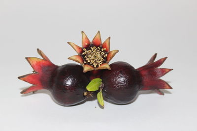 High angle view of fruits against white background