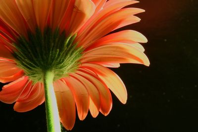 Close-up of orange flower