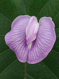 Close-up of pink flowering plant leaves