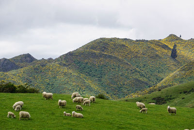 Sheep grazing in a field