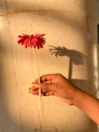 Cropped hand of woman holding flower