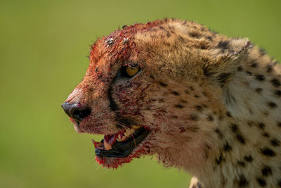 Close-up of blood-stained cheetah with green background