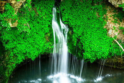 Scenic view of waterfall in forest