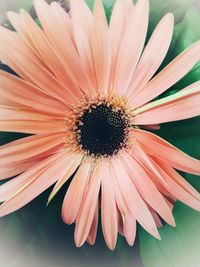 Close-up of fresh flower blooming outdoors