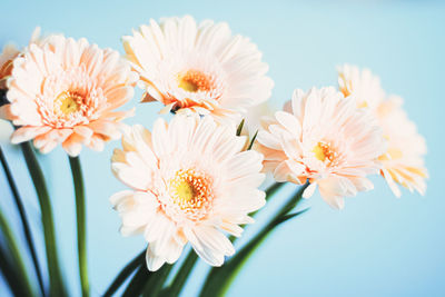 Close-up of white daisy flowers