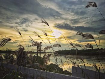 Plants against sky during sunset