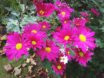 Close-up of flowers blooming outdoors