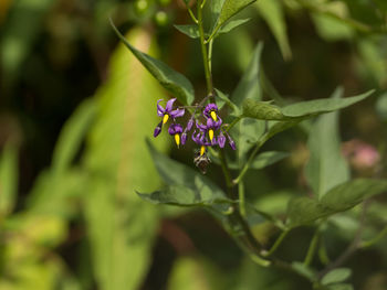 Close-up of purple flowering plant