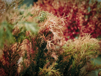 Close-up of fresh green plants