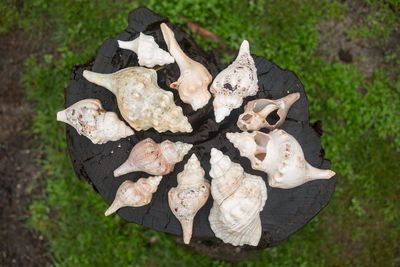 Close-up of shells on tree stump