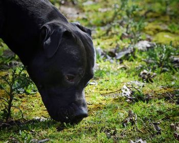 Close-up of horse grazing on field