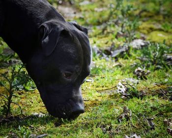 Close-up of black dog on field