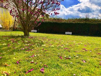 View of flowering plants and trees in park