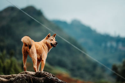 Dog standing on rock against sky