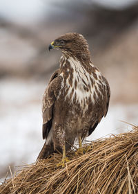 Close-up of bird perching outdoors