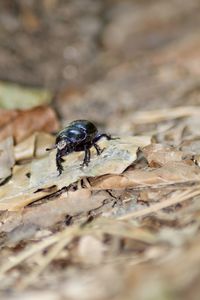 Close-up of insect on rock