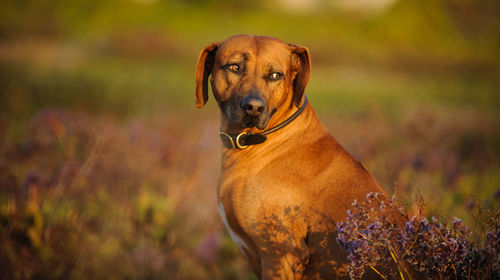 Portrait of dog on field