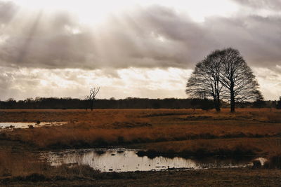 Scenic view of field against sky