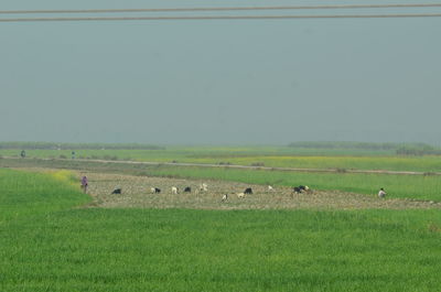 Scenic view of grassy field against sky