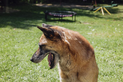 Close-up of a dog looking away