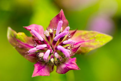 Close-up of pink flower blooming outdoors