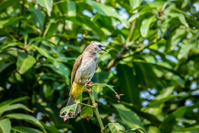 Bird perching on a plant