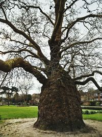 Bare trees in park